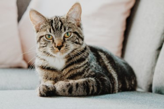 A small cat is shown sitting on a couch.